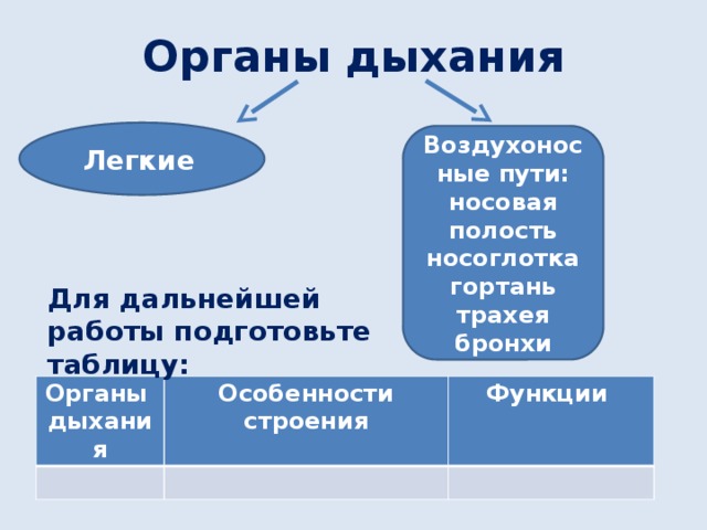 Органы дыхания Легкие  Воздухоносные пути: носовая полость носоглотка гортань трахея бронхи Для дальнейшей работы подготовьте таблицу: Органы дыхания Особенности строения Функции 