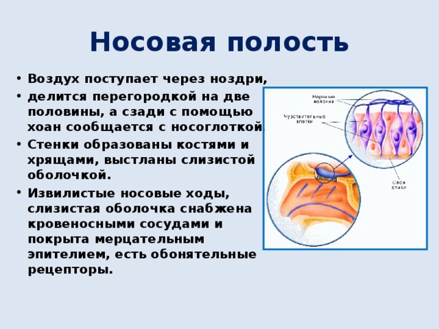 Носовая полость Воздух поступает через ноздри, делится перегородкой на две половины, а сзади с помощью хоан сообщается с носоглоткой. Стенки образованы костями и хрящами, выстланы слизистой оболочкой. Извилистые носовые ходы, слизистая оболочка снабжена кровеносными сосудами и покрыта мерцательным эпителием, есть обонятельные рецепторы.  