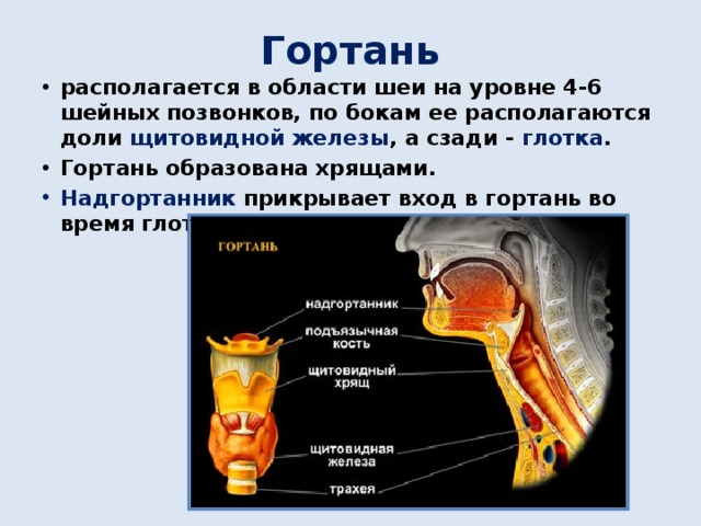 Гортань располагается в области шеи на уровне 4-6 шейных позвонков, по бокам ее располагаются доли щитовидной железы , а сзади - глотка . Гортань образована хрящами. Надгортанник прикрывает вход в гортань во время глотания. 