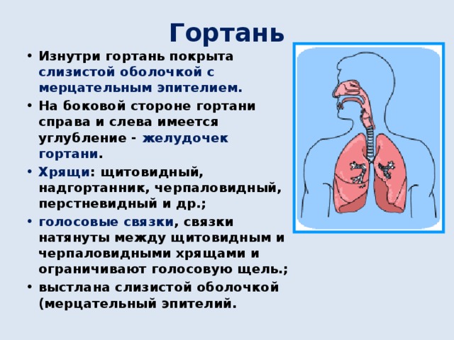 Гортань Изнутри гортань покрыта слизистой оболочкой с мерцательным эпителием. На боковой стороне гортани справа и слева имеется углубление - желудочек гортани . Хрящи : щитовидный, надгортанник, черпаловидный, перстневидный и др.; голосовые связки , связки натянуты между щитовидным и черпаловидными хрящами и ограничивают голосовую щель.; выстлана слизистой оболочкой (мерцательный эпителий. 