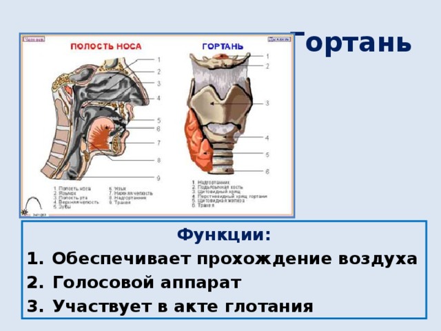 Гортань Функции: Обеспечивает прохождение воздуха Голосовой аппарат Участвует в акте глотания 