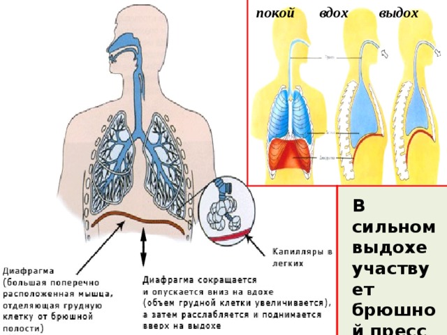 покой вдох выдох В сильном выдохе участвует брюшной пресс 