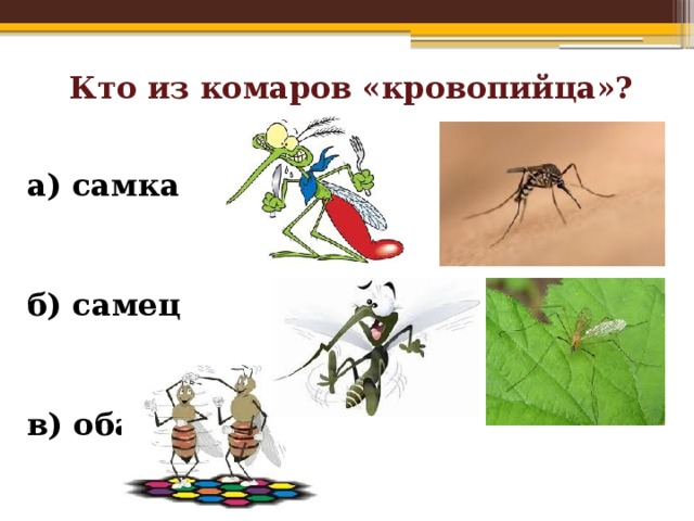  Кто из комаров «кровопийца»?    а) самка   б) самец   в) оба 