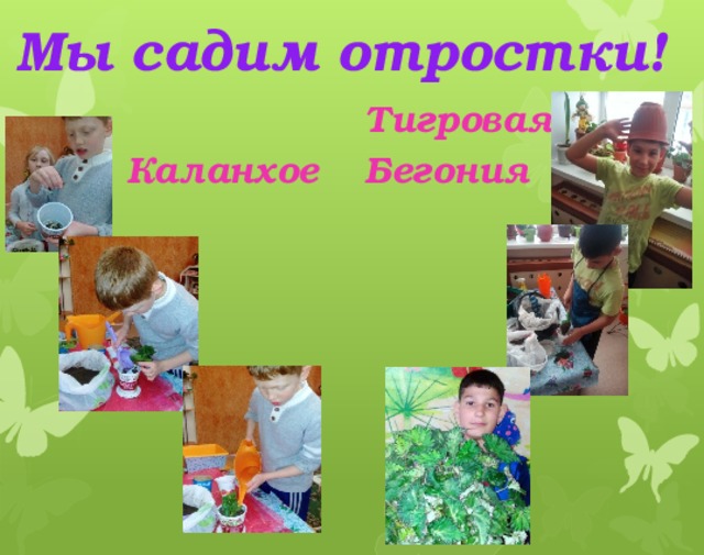 Мы садим отростки! Тигровая Бегония Каланхое 
