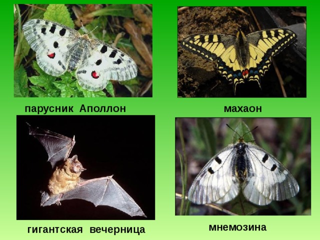 бурый  медведь  рысь  