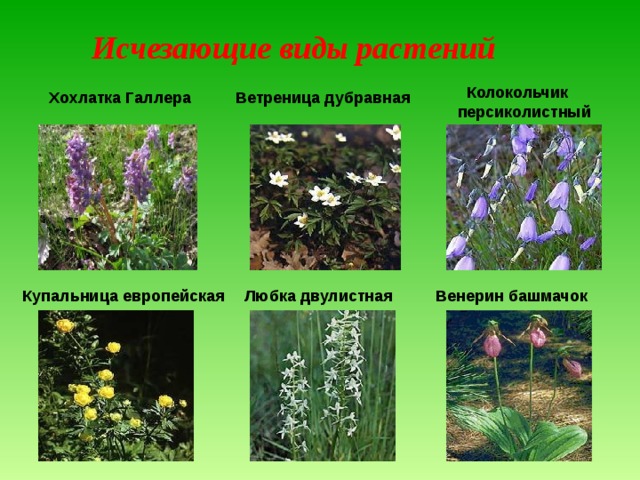 Керженский заповедник 
