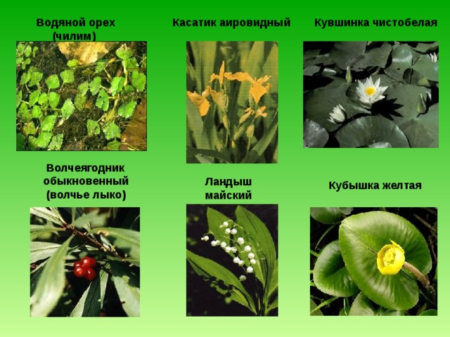  Исчезающие виды растений   Колокольчик персиколистный  Хохлатка Галлера  Ветреница дубравная  Купальница европейская Любка двулистная  Венерин башмачок  