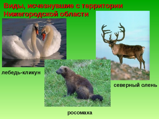 Виды, исчезнувшие с территории Нижегородской области лебедь-кликун северный олень росомаха 