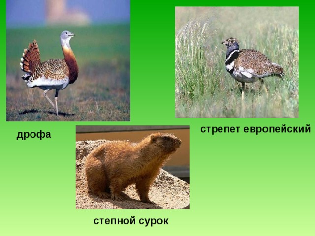 стрепет европейский дрофа степной сурок 