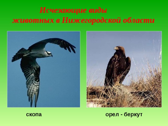  Исчезающие виды  животных в Нижегородской области скопа орел - беркут 