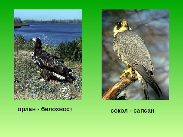 орлан - белохвост  сокол - сапсан  
