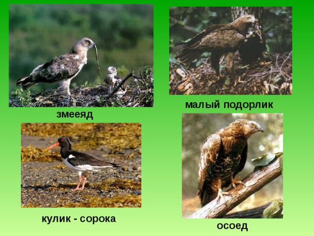 малый подорлик  змееяд  кулик - сорока  осоед  