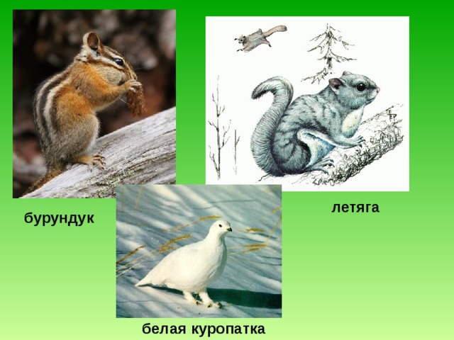 летяга бурундук белая куропатка 
