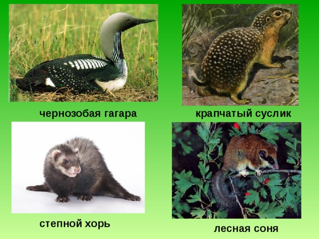 чернозобая гагара крапчатый суслик степной хорь лесная соня 