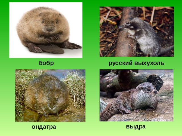 бобр  русский выхухоль   выдра  ондатра  