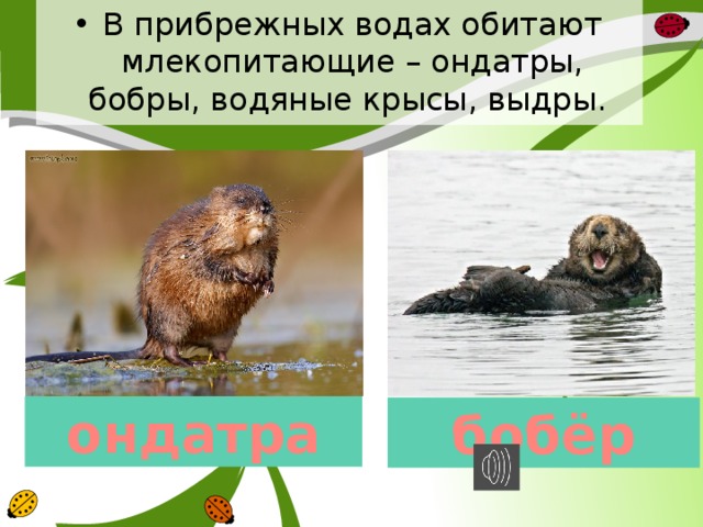 В прибрежных водах обитают млекопитающие – ондатры, бобры, водяные крысы, выдры. ондатра бобёр 
