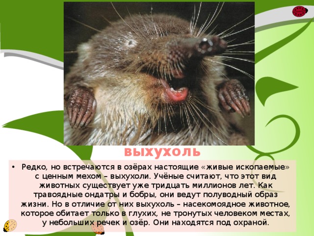 выхухоль Редко, но встречаются в озёрах настоящие «живые ископаемые» с ценным мехом – выхухоли. Учёные считают, что этот вид животных существует уже тридцать миллионов лет. Как травоядные ондатры и бобры, они ведут полуводный образ жизни. Но в отличие от них выхухоль – насекомоядное животное, которое обитает только в глухих, не тронутых человеком местах, у небольших речек и озёр. Они находятся под охраной. 