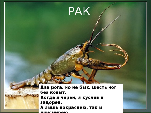 РАК Два рога, но не бык, шесть ног, без копыт.  Когда я черен, я куслив и задорен.  А лишь покраснею, так и присмирею. Два рога, но не бык, шесть ног, без копыт.  Когда я черен, я куслив и задорен.  А лишь покраснею, так и присмирею. 