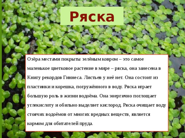 Ряска Озёра местами покрыты зелёным ковром – это самое маленькое цветковое растение в мире – ряска, она занесена в Книгу рекордов Гиннеса. Листьев у неё нет. Она состоит из пластинки и корешка, погружённого в воду. Ряска играет большую роль в жизни водоёма. Она энергично поглощает углекислоту и обильно выделяет кислород. Ряска очищает воду стоячих водоёмов от многих вредных веществ, является кормом для обитателей пруда. 