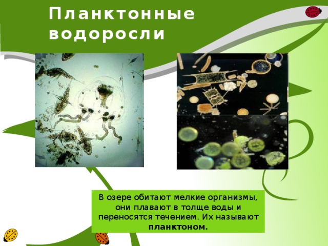 Планктонные водоросли В озере обитают мелкие организмы, они плавают в толще воды и переносятся течением. Их называют планктоном. 