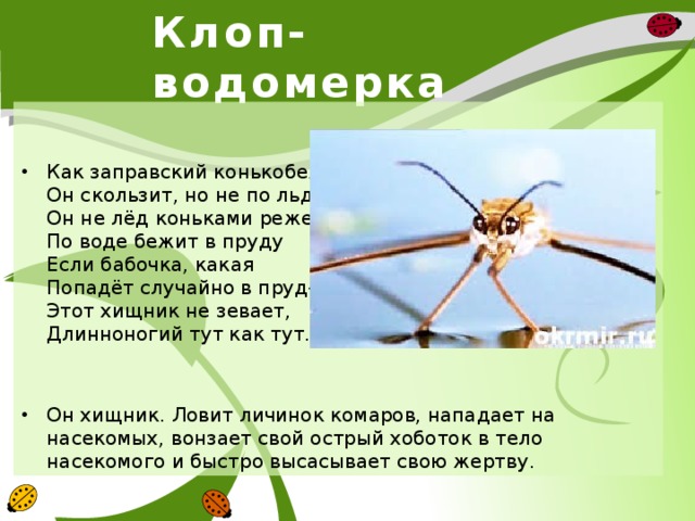 Клоп-водомерка Как заправский конькобежец   Он скользит, но не по льду.  Он не лёд коньками режет,   По воде бежит в пруду   Если бабочка, какая  Попадёт случайно в пруд-  Этот хищник не зевает,  Длинноногий тут как тут. Он хищник. Ловит личинок комаров, нападает на насекомых, вонзает свой острый хоботок в тело насекомого и быстро высасывает свою жертву. 