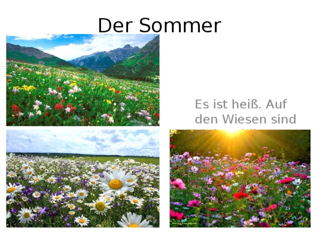 Der Sommer  Es ist heiß. Auf den Wiesen sind viele schöne Blumen. 