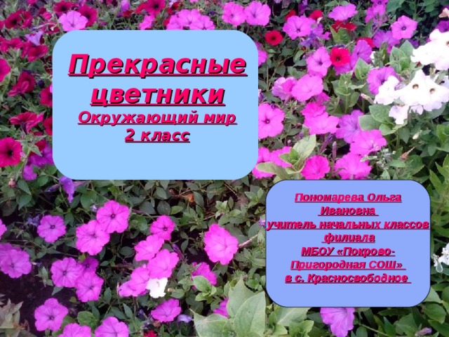 Прекрасные цветники Окружающий мир 2 класс Пономарева Ольга  Ивановна учитель начальных классов  филиала МБОУ «Покрово- Пригородная СОШ» в с. Красносвободное  