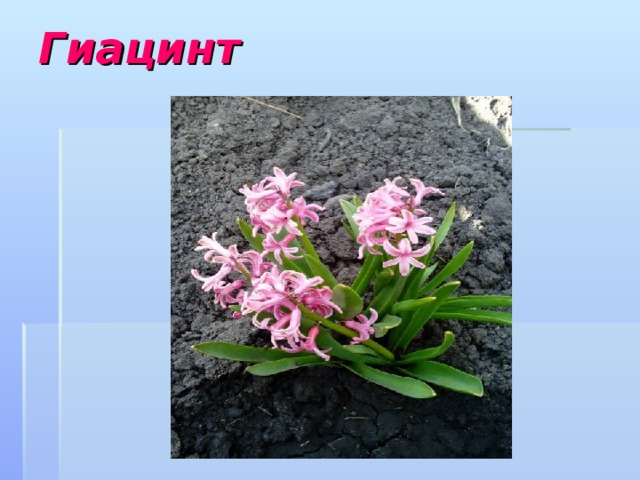 Гиацинт   