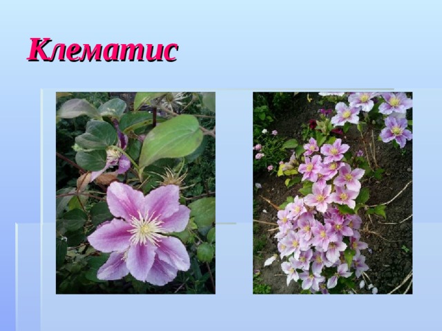 Клематис 
