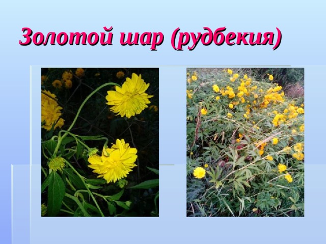 Золотой шар (рудбекия) 