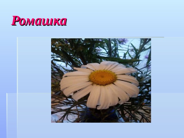 Ромашка 