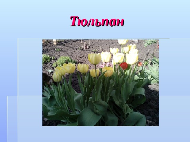 Тюльпан 