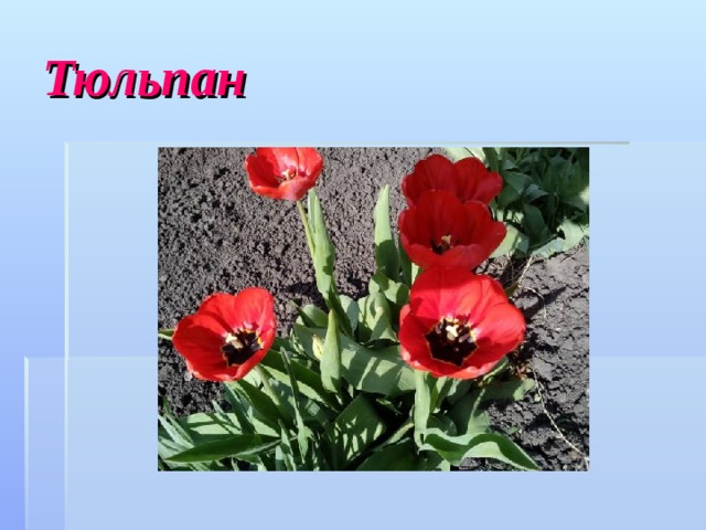 Тюльпан 