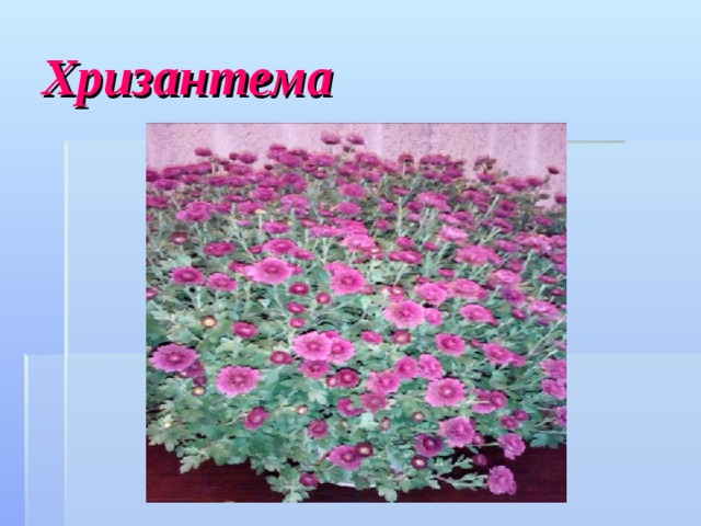 Хризантема 
