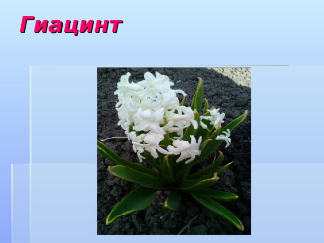 Гиацинт   