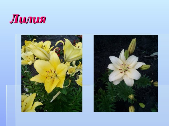 Лилия 