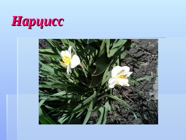 Нарцисс 