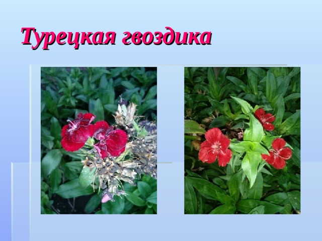 Турецкая гвоздика 