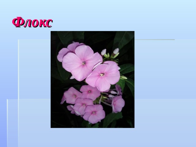 Флокс 