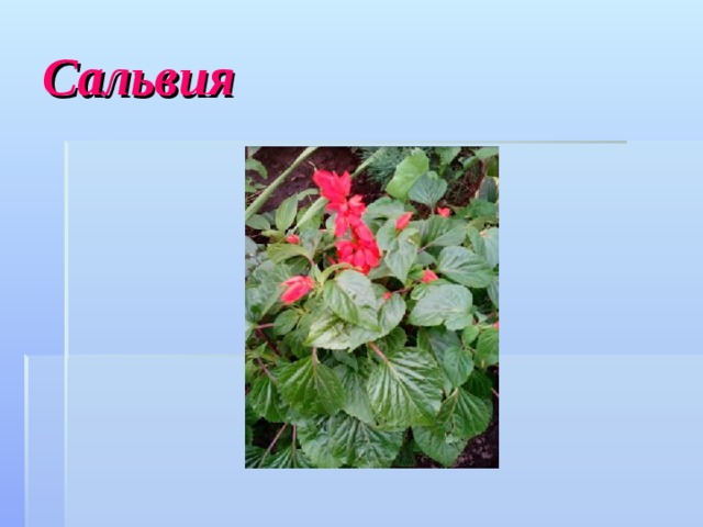 C альвия 