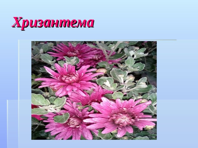 Хризантема 