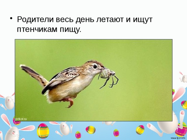 Родители весь день летают и ищут птенчикам пищу. 