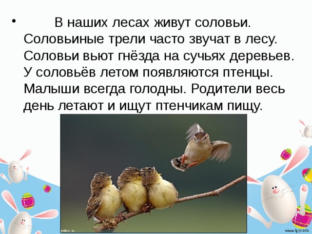  В наших лесах живут соловьи. Соловьиные трели часто звучат в лесу. Соловьи вьют гнёзда на сучьях деревьев. У соловьёв летом появляются птенцы. Малыши всегда голодны. Родители весь день летают и ищут птенчикам пищу. 