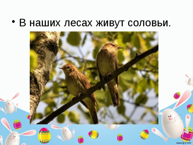 В наших лесах живут соловьи. 