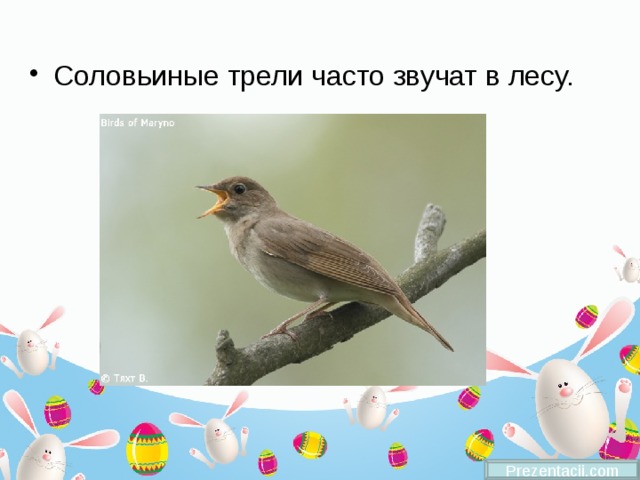 Соловьиные трели часто звучат в лесу. Prezentacii.com 