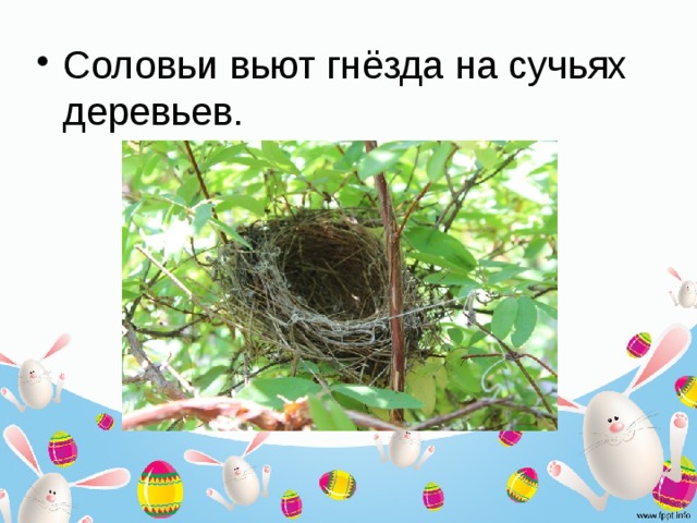 Соловьи вьют гнёзда на сучьях деревьев. 