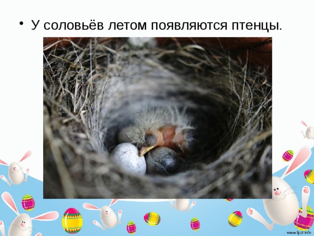 У соловьёв летом появляются птенцы. 