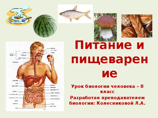 Питание и пищеварение Урок биологии человека – 8 класс Разработан преподавателем биологии: Колесниковой Л.А. 