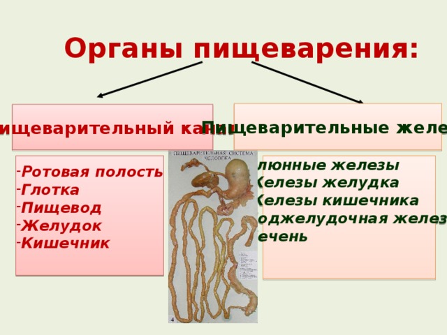 Органы пищеварения: Пищеварительные железы Пищеварительный канал Ротовая полость Глотка Пищевод Желудок Кишечник Слюнные железы Железы желудка Железы кишечника Поджелудочная железа Печень    