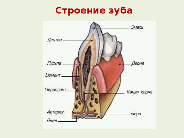Строение зуба 